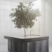 Oasi: a tree in the kitchen
